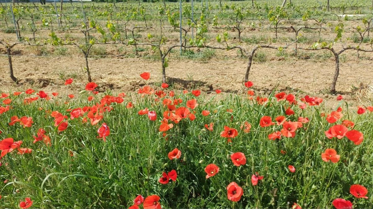 Las viñas florecidas de Subirats