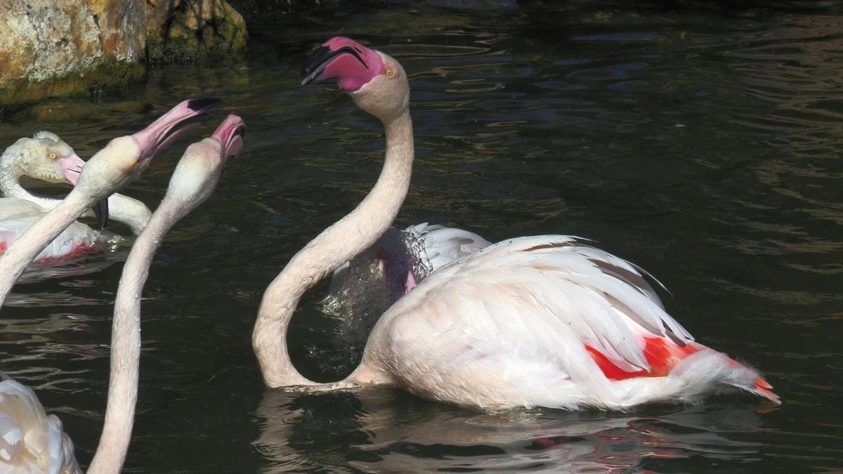 La cabeza al revés de los flamencos