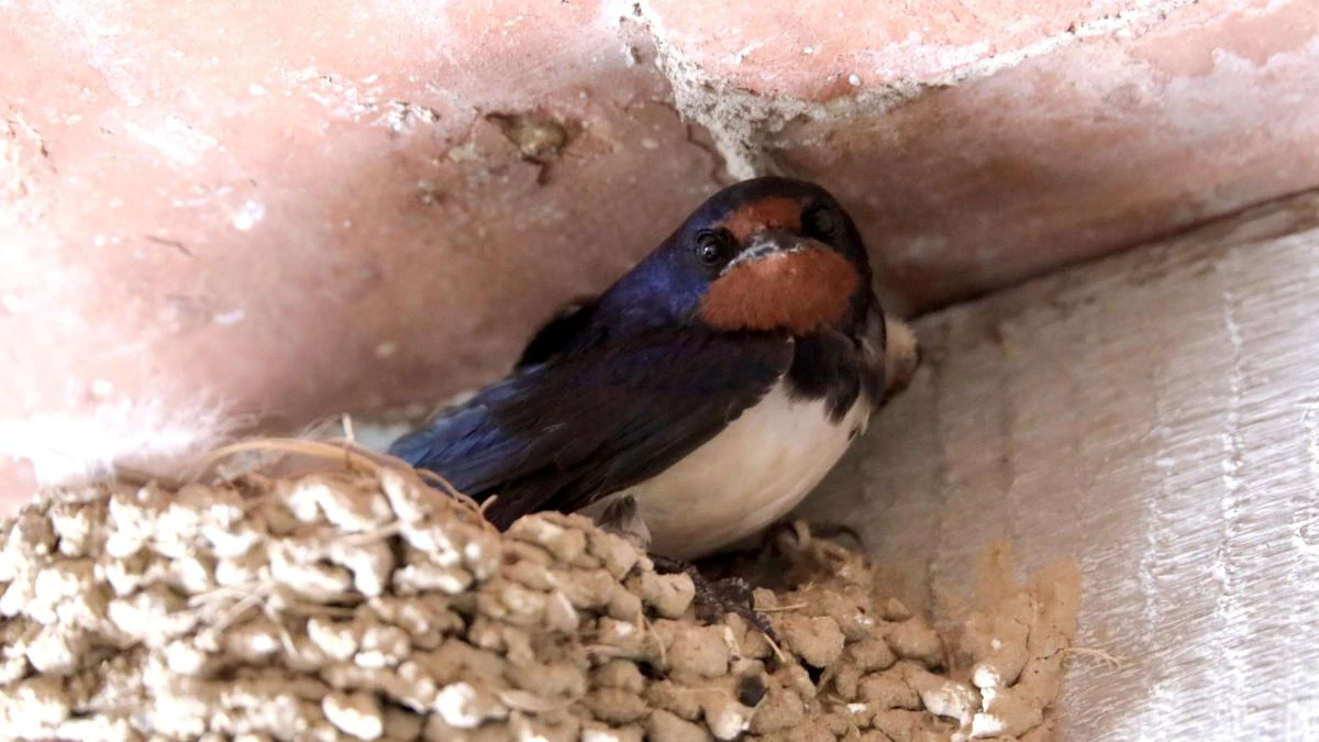 El nido blindado de la golondrina