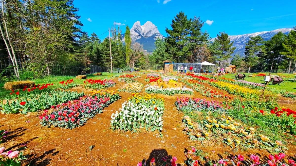 Tulipanes a los pies del Pedraforca