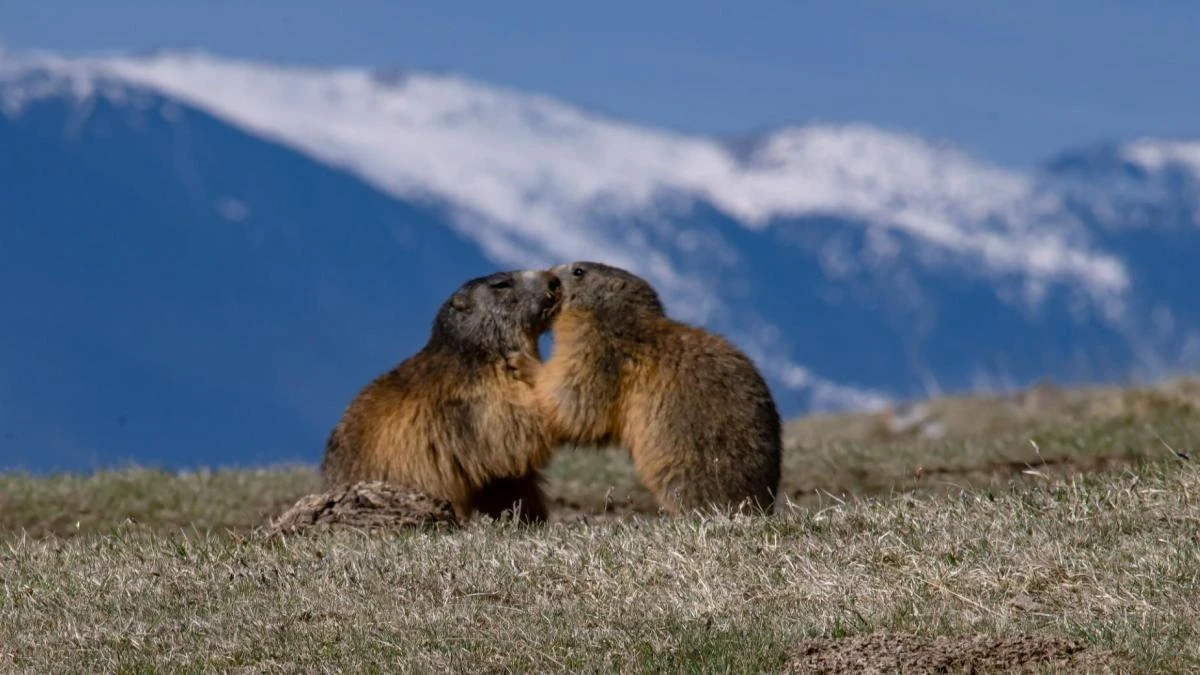 Las marmotas ya se dejan ver