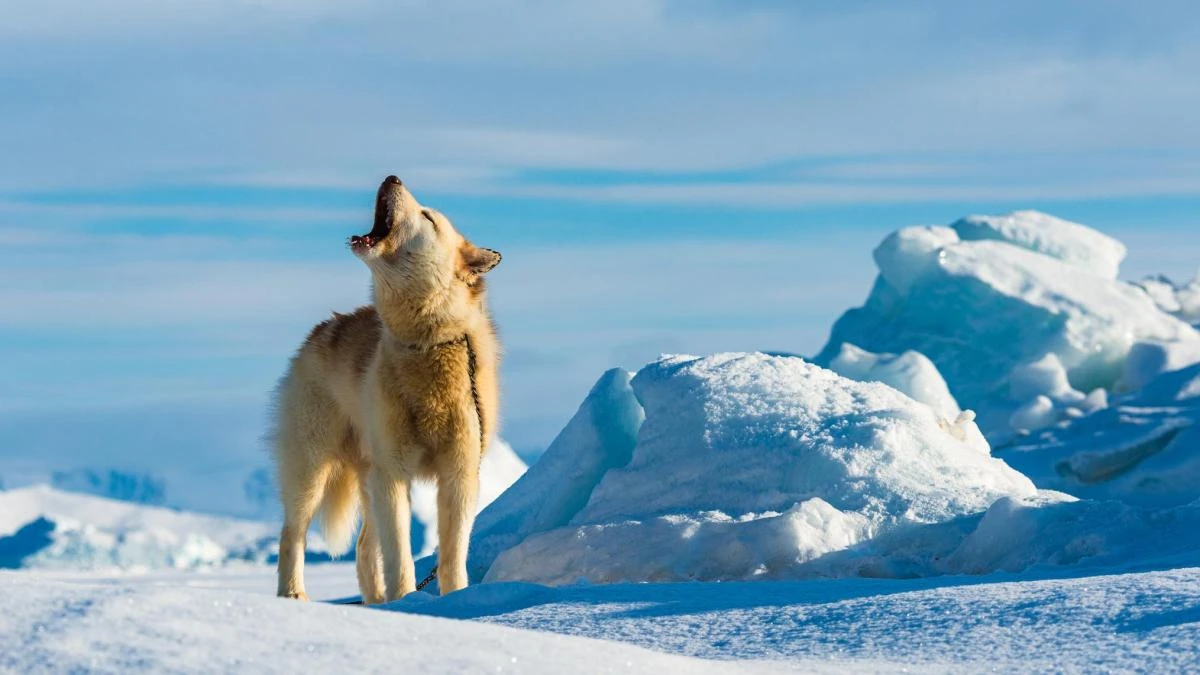 El genoma del perro de Groenlandia revela cómo los inuit poblaron la isla