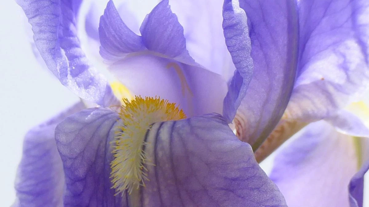 El útil color oculto de las flores