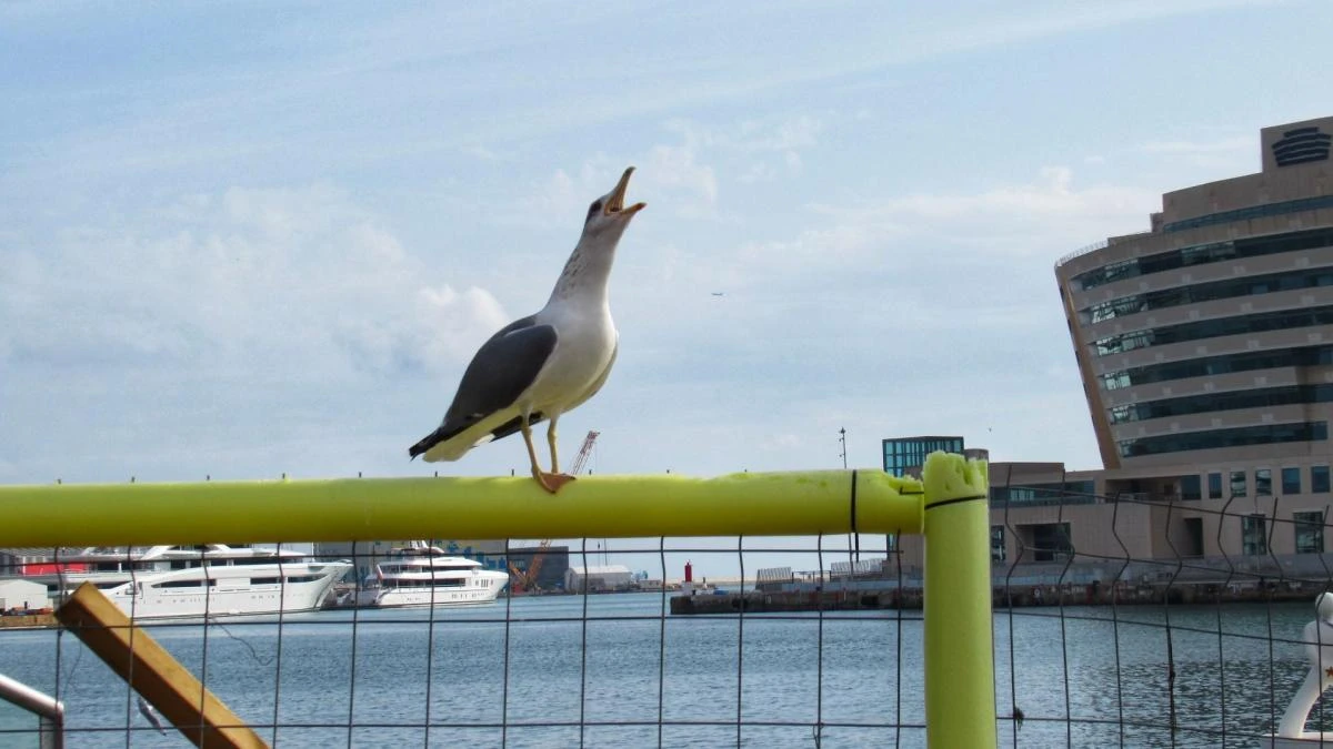 Activas gaviotas en el puerto de Barcelona