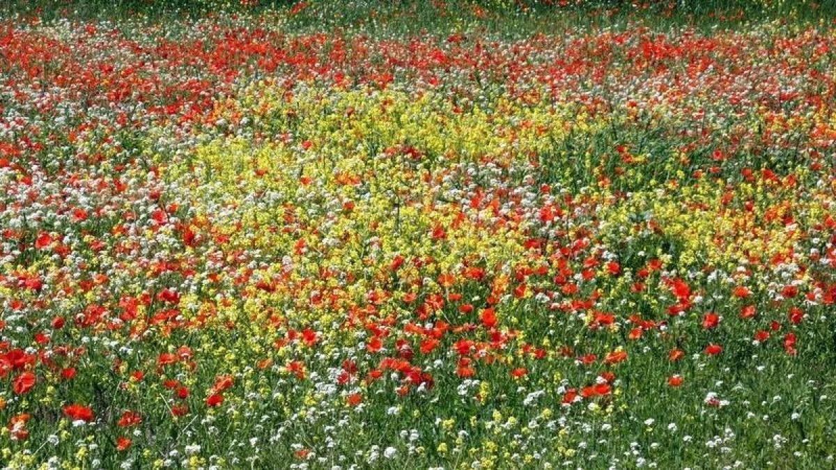 ¿En qué lugar de Catalunya está este jardín natural de flores multicolor?