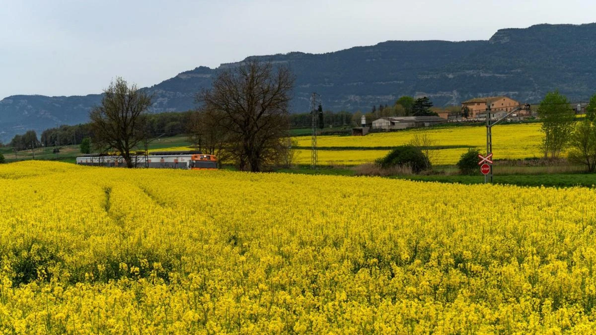 El bucólico tren de la colza de Balenyà