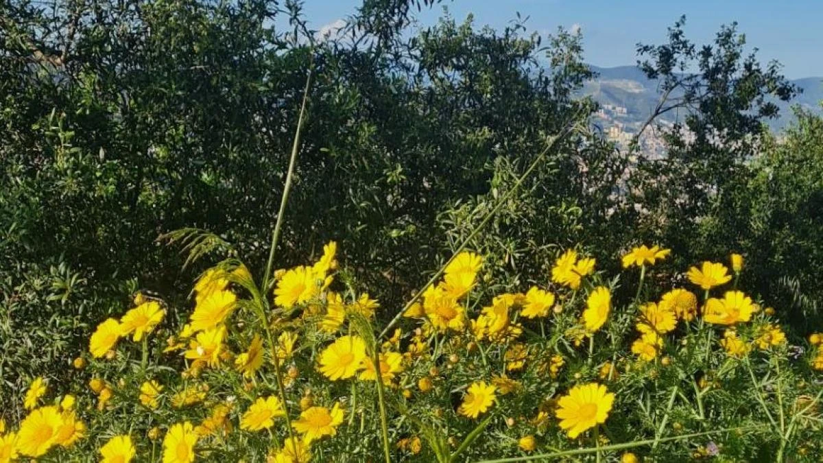 El florecimiento del Carmel