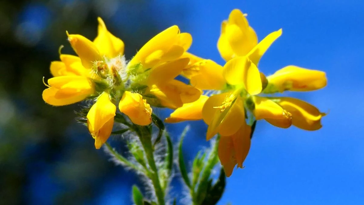 Olaguina, la mariposa hecha flor