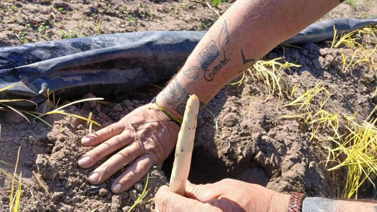 El oro blanco de Gavà ya brota