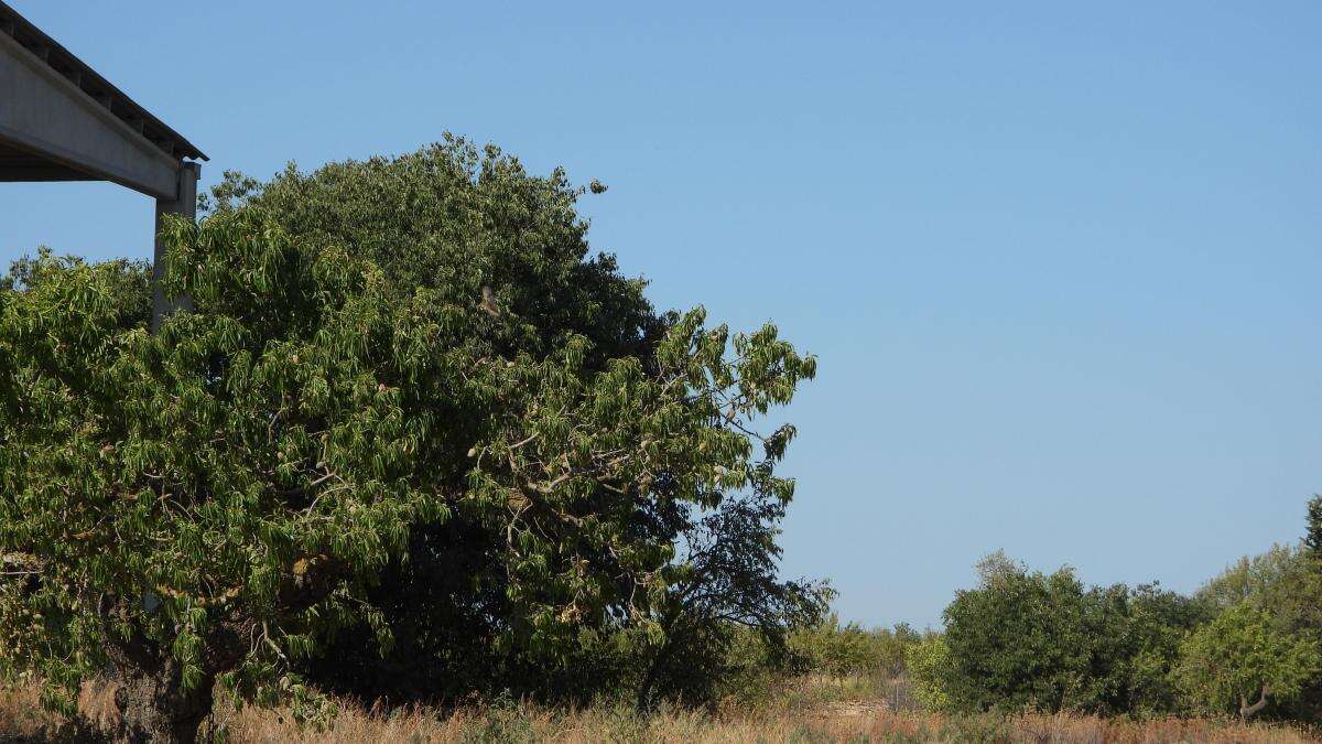 Reto visual: ¿Eres capaz de encontrar a los tres gorriones escondidos en este árbol?