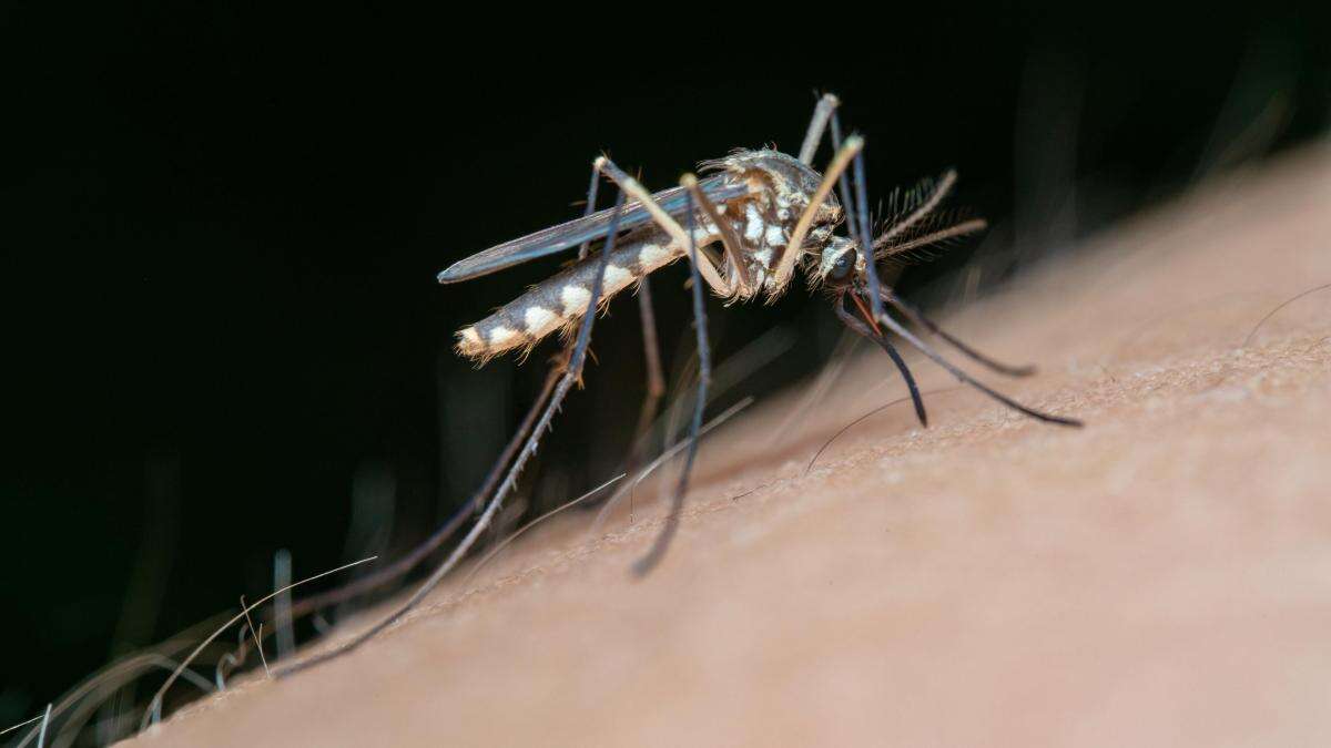 Mosquitos: pequeños transmisores de grandes enfermedades