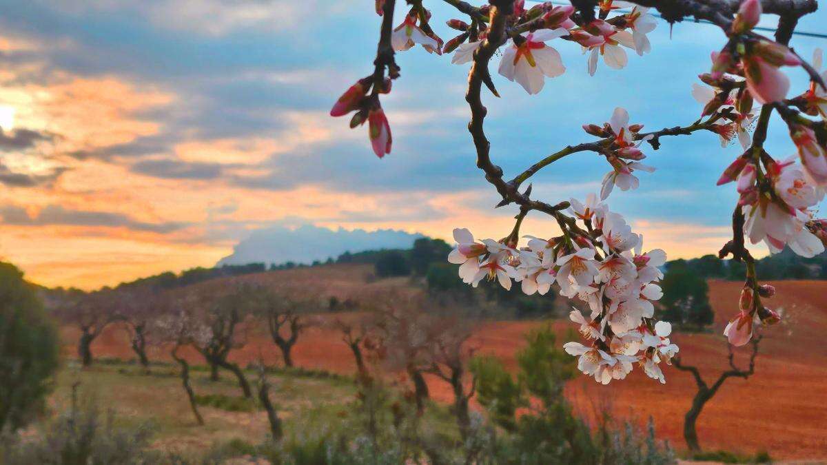 Alegres almendros de Castellfollit del Boix