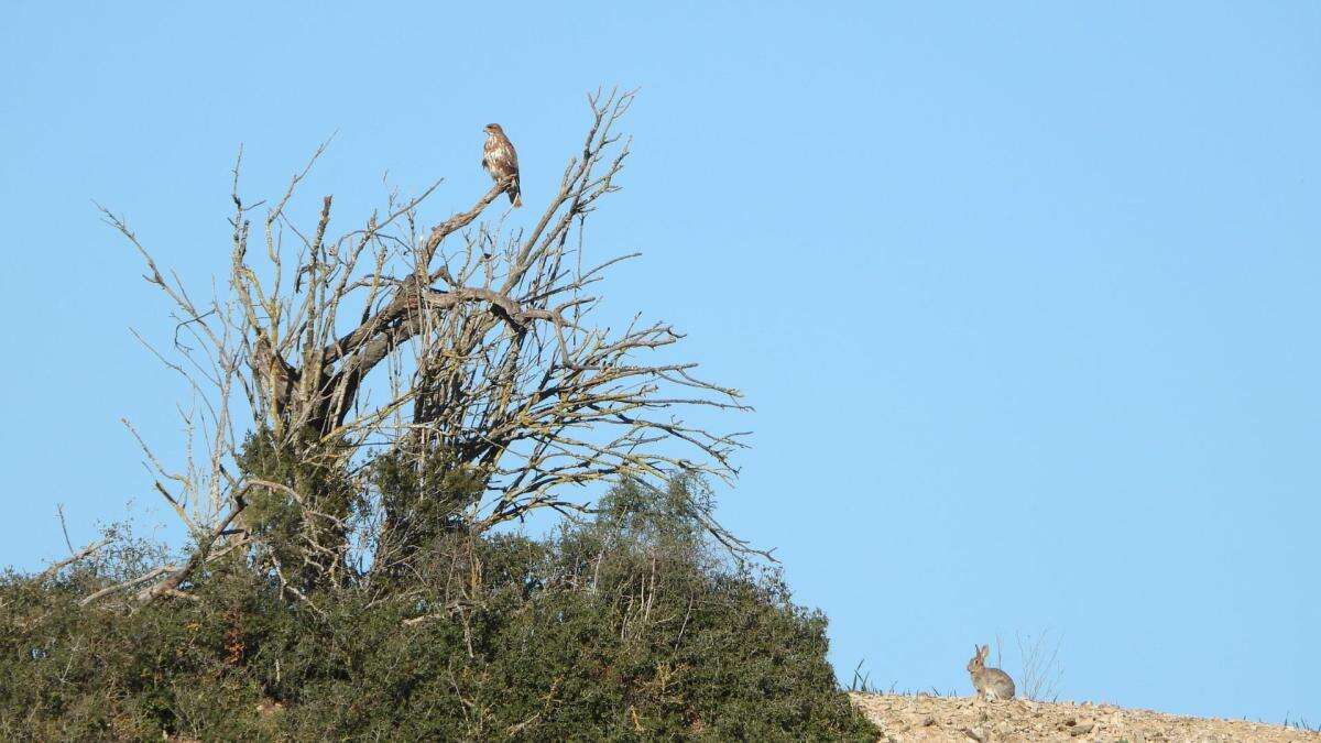 Reto visual: ¿Quién huirá primero, el águila o el conejo?