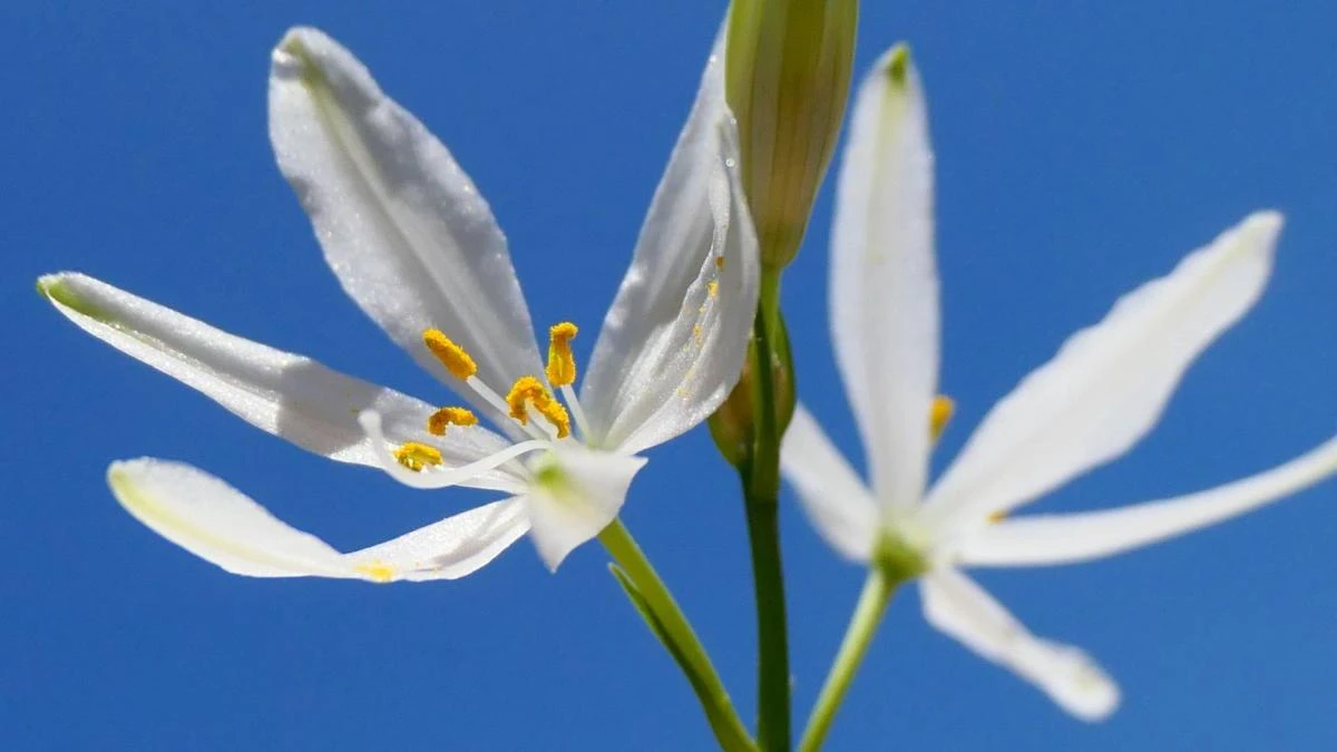 La araña con pétalos de la primavera