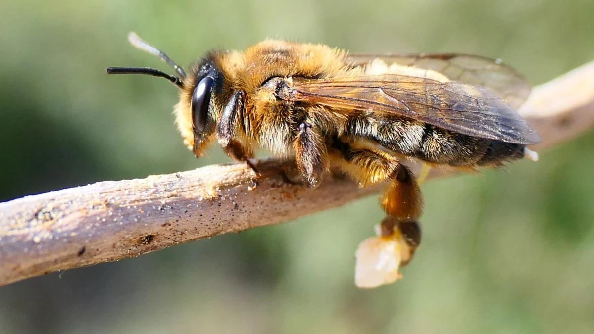 Así atrapan el polen las abejas
