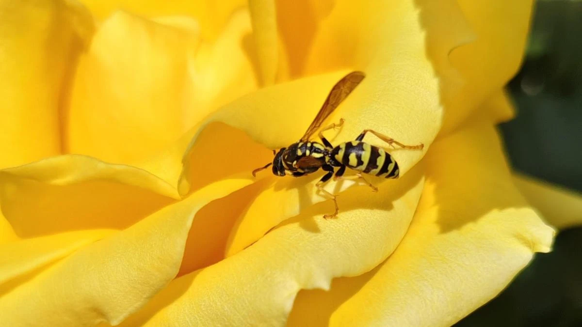 Comunión de rosas y amapolas en Alguaire