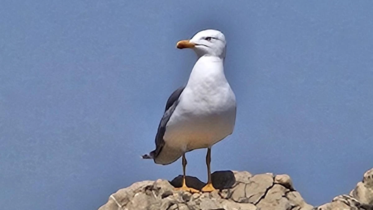 El simbolismo de la gaviota solitaria
