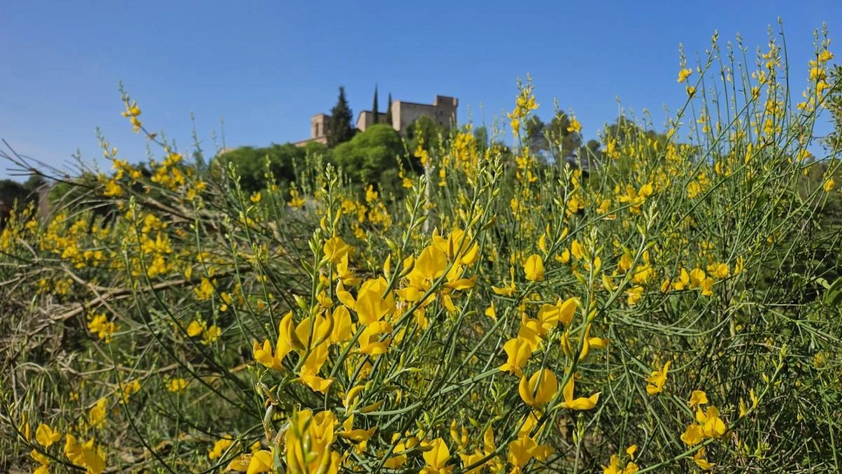 Primavera en el castillo de Rajadell