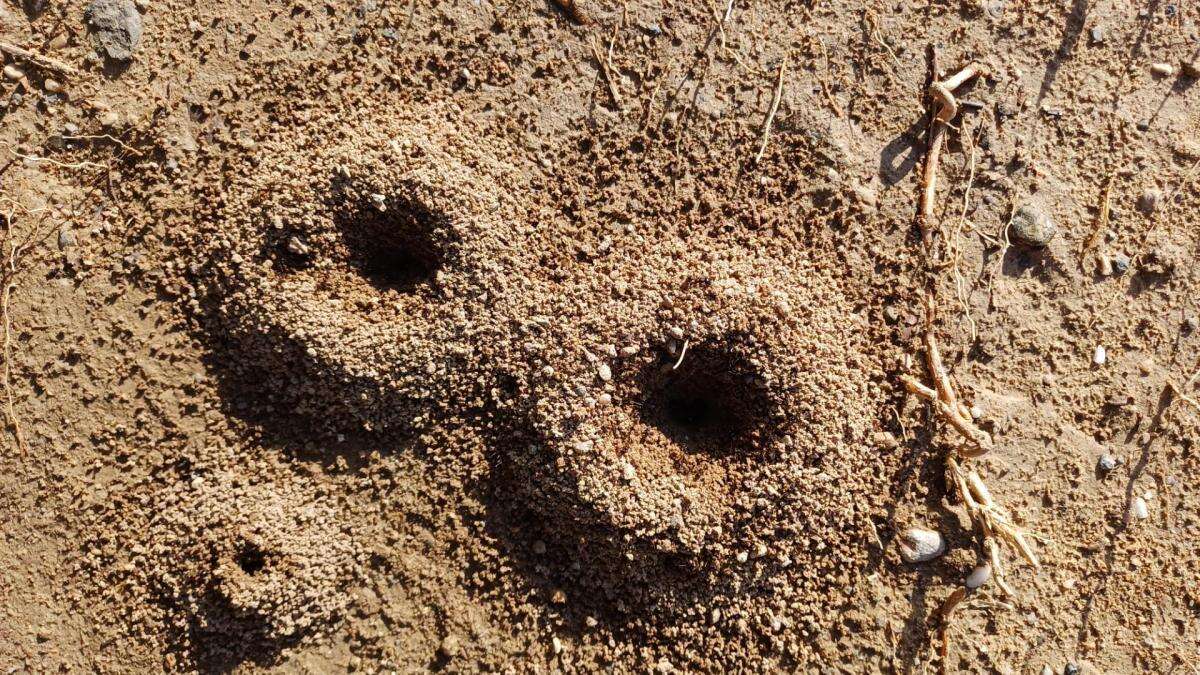 Las hormigas aprovechan las pausas de lluvia