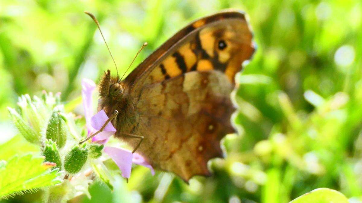 La omnipresente mariposa de los muros