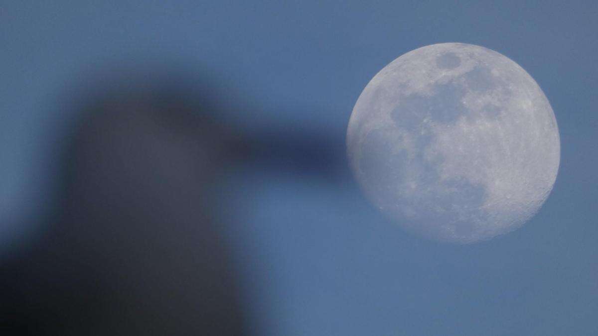 La gaviota anuncia el eclipse total de Luna