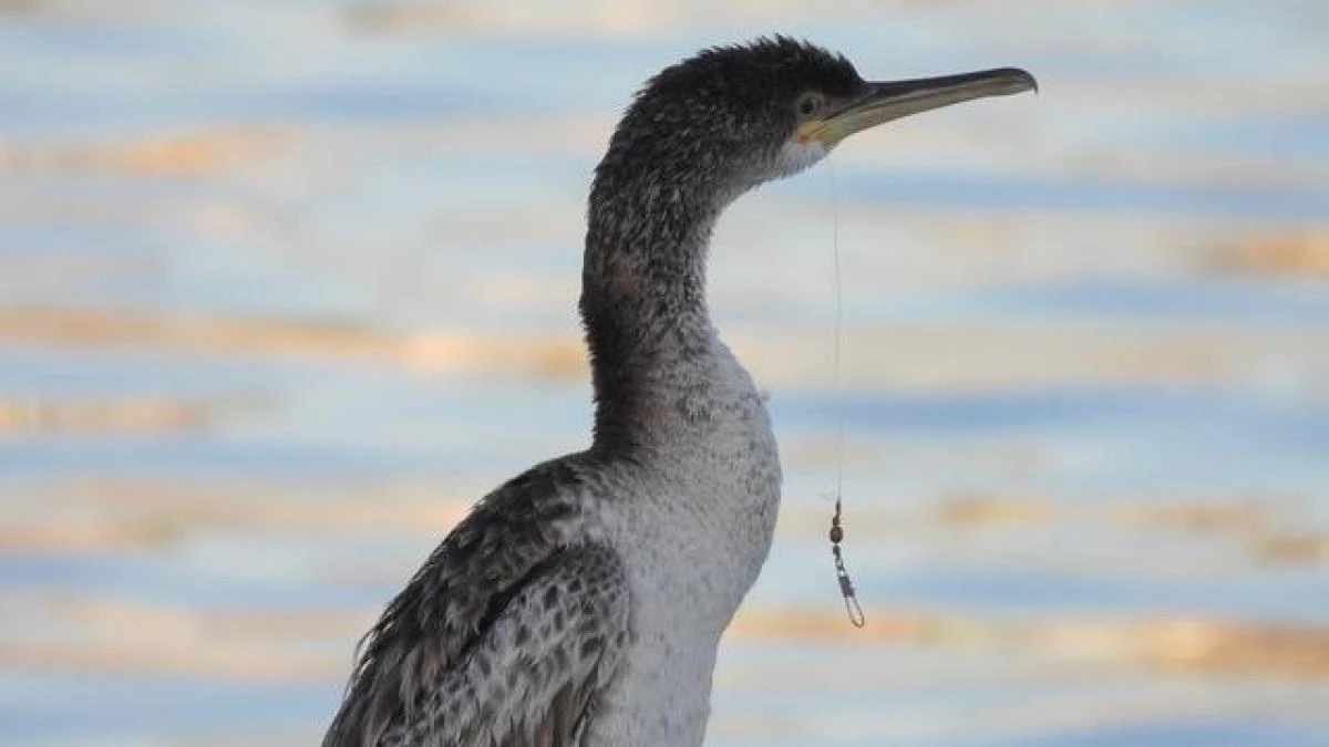 El cormorán herido del Port Olímpic