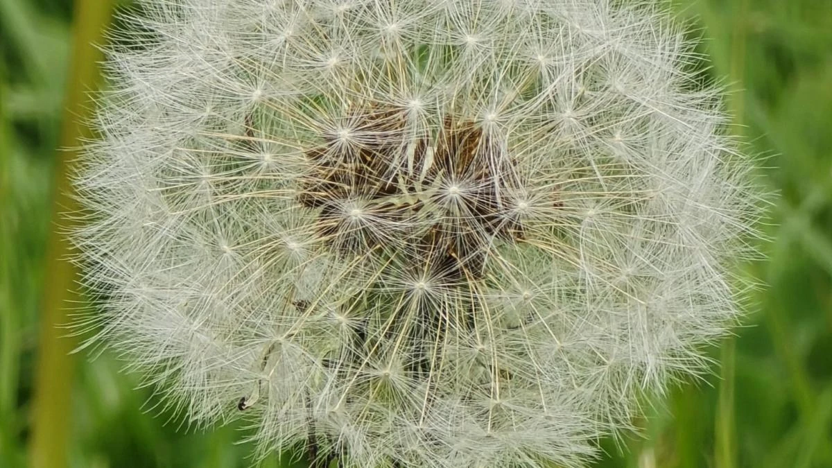La bella metamorfosis del diente de león