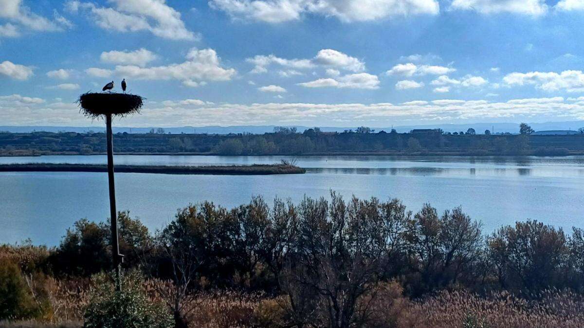 Nidito de amor en el Estany d'Ivars i Vila-sana