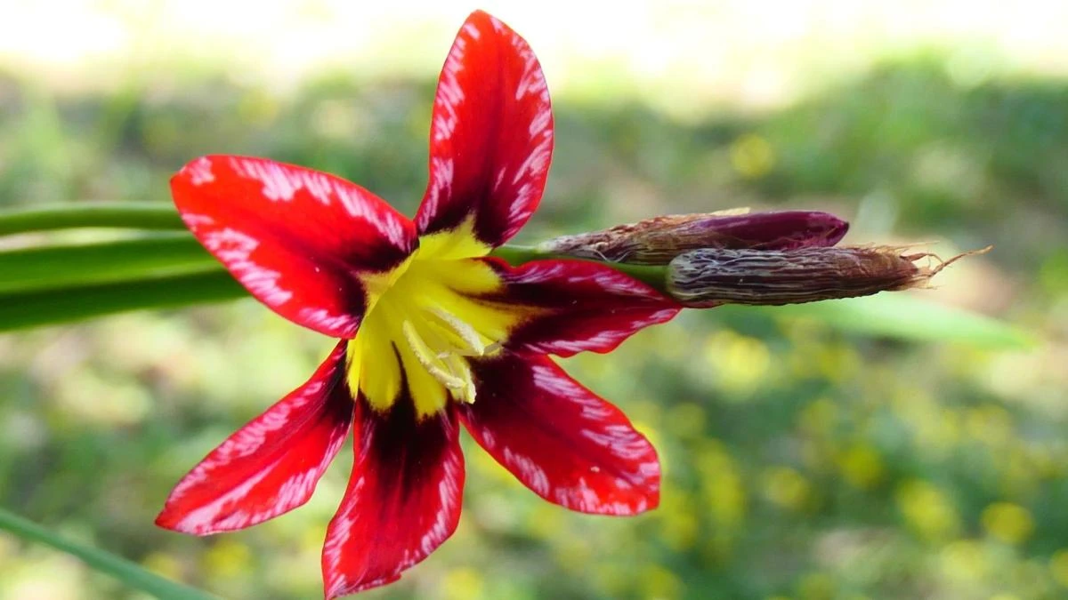 La preciosa flor del arlequín