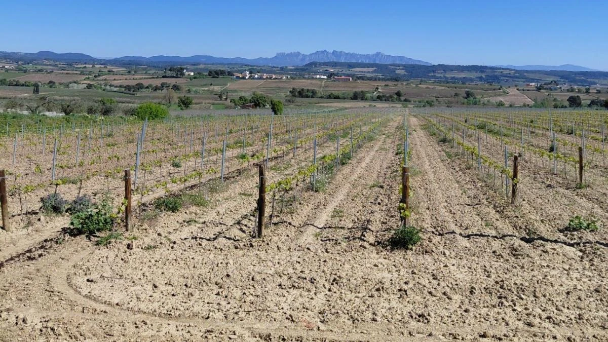 Viñas con vistas a Montserrat