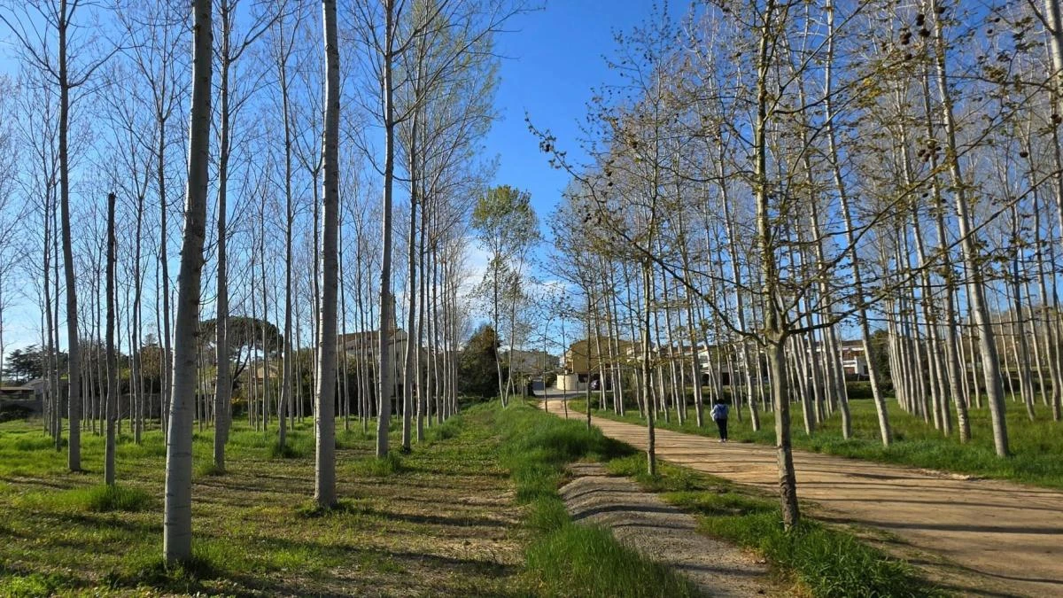Los altos álamos de Sils
