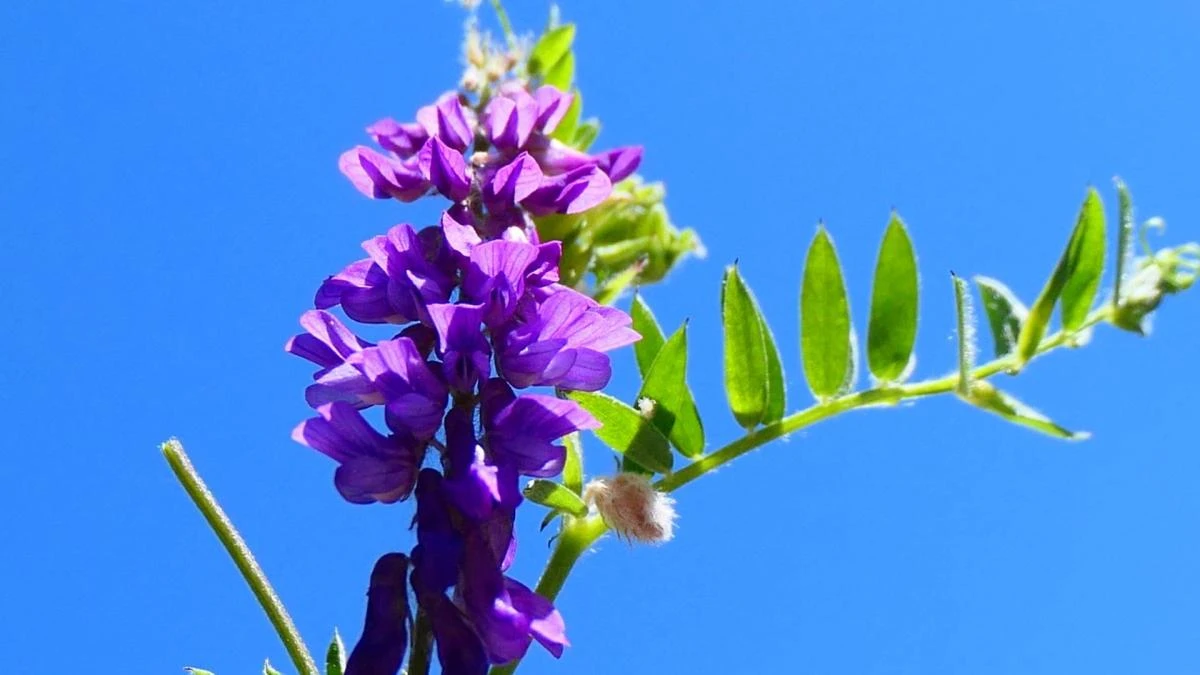 La arveja silvestre reina en los prados