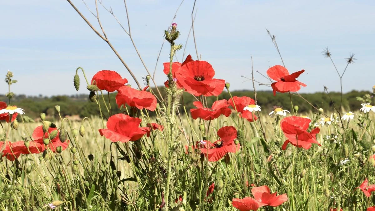 Las primeras amapolas de Llofriu