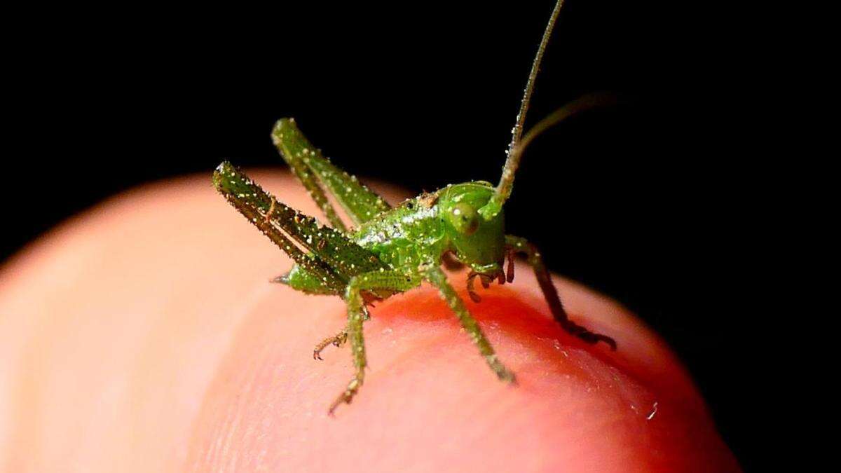 El curioso pequeño saltamontes de convento