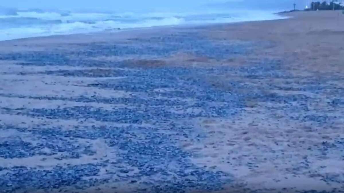 La invasión de medusas arrastradas por el temporal llega a la playa de Gavà