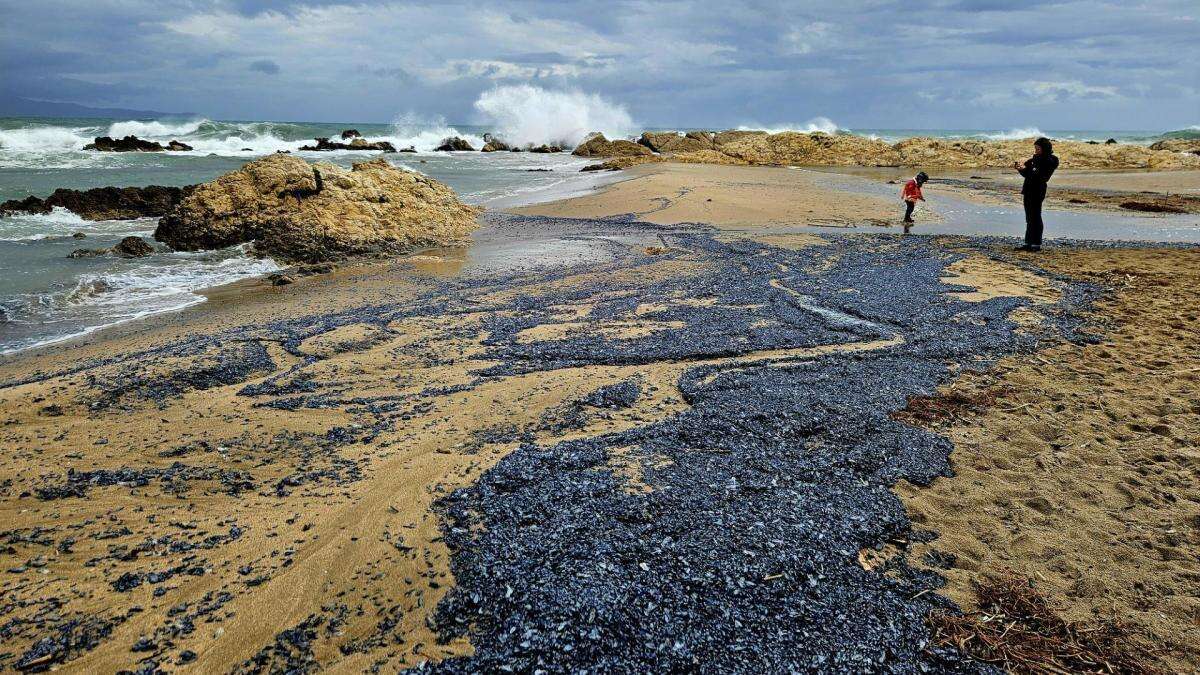 La mala mar escupe medusas en la playa