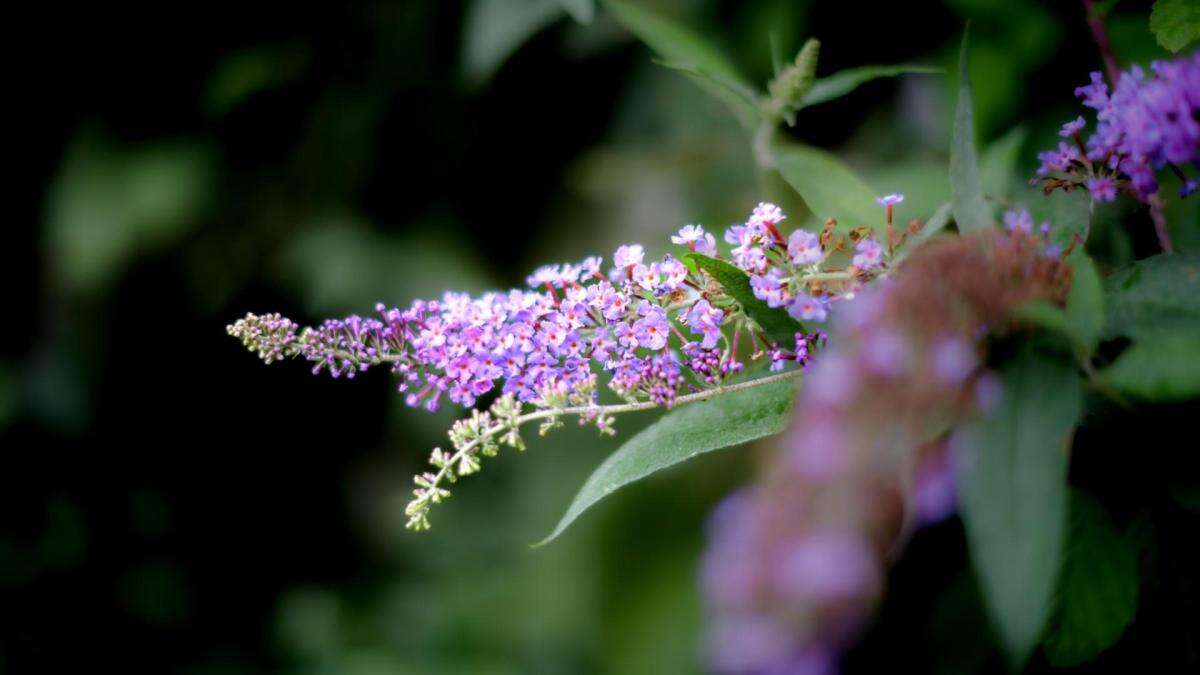 La lavanda de los bosques prepirenaicos