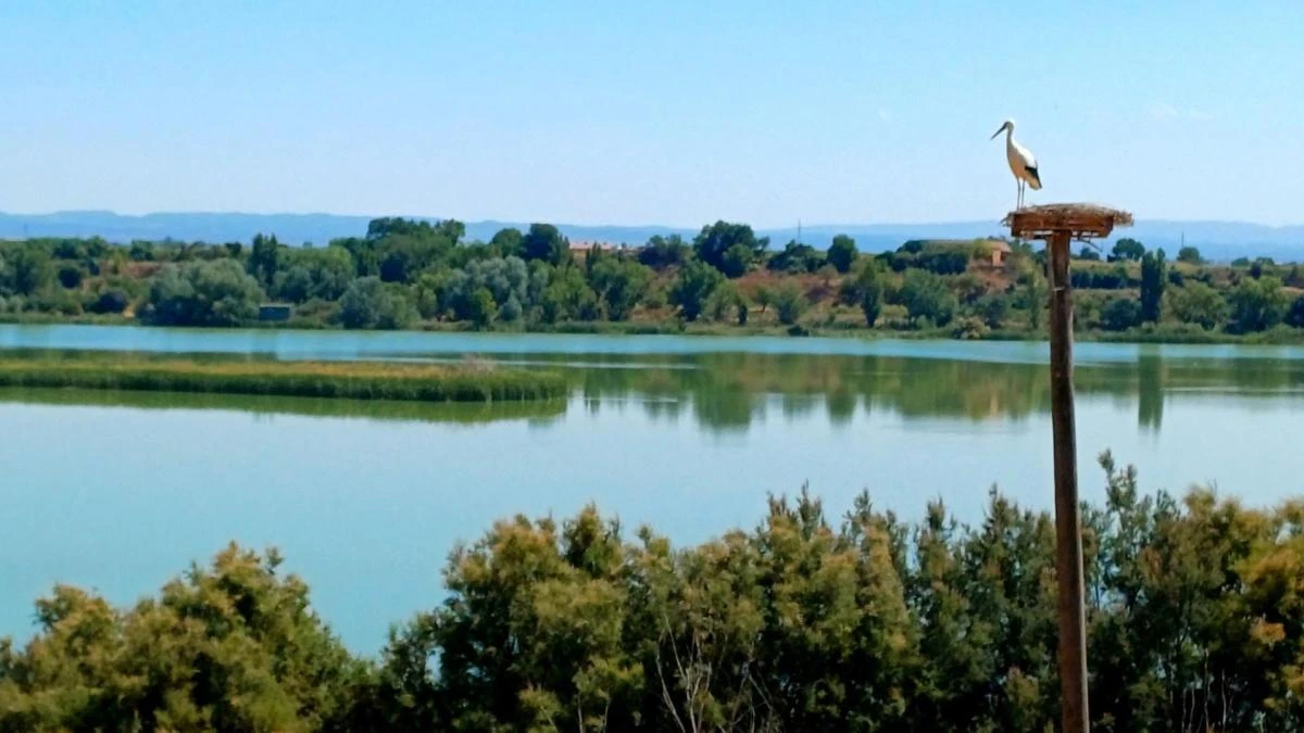 La cigüeña vigilante del Estany d'Ivars