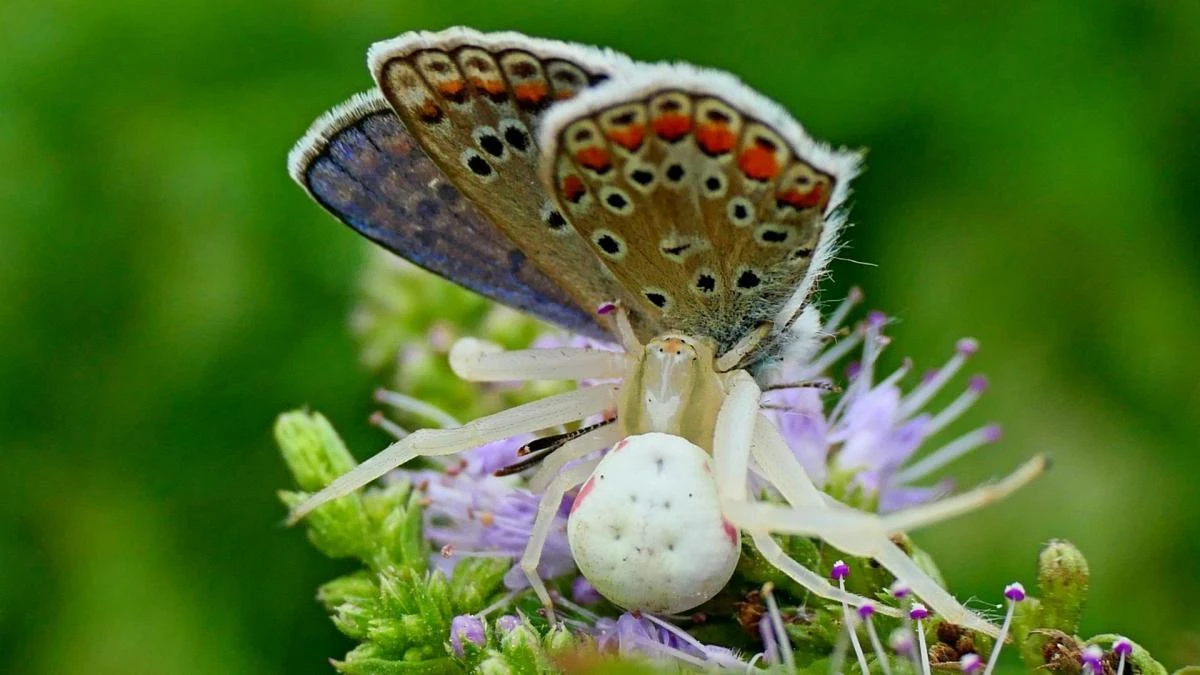 Naturaleza en estado puro: La araña cangrejo comiéndose una mariposa ícaro