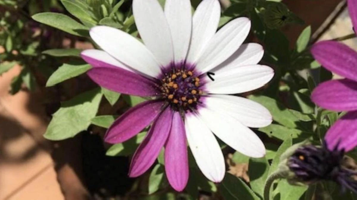 La fascinante margarita de dos colores
