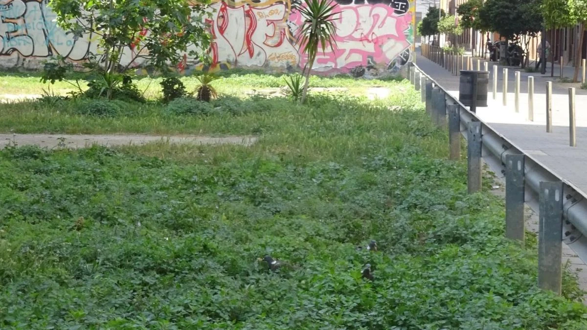 Reto visual: ¿Eres capaz de ver las palomas en menos de 30 segundos?