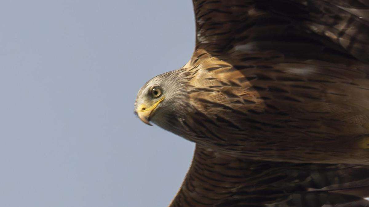 El rey del cielo en la Cerdanya