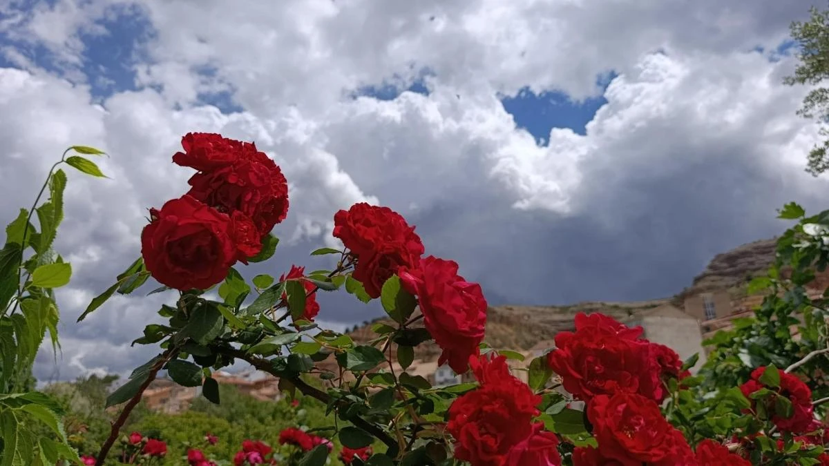 Días de flores y tormentas