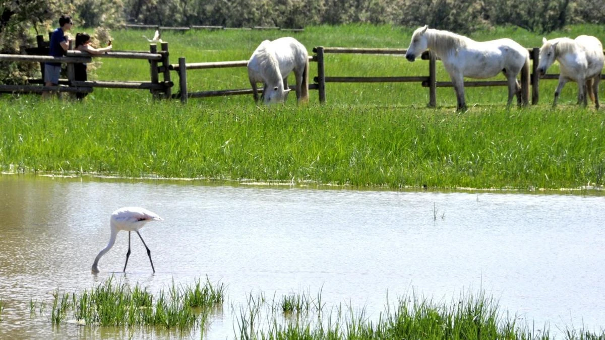 La naturaleza más viva de los Aiguamolls