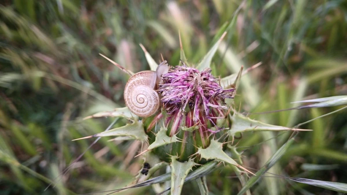 La sabiduría del caracol