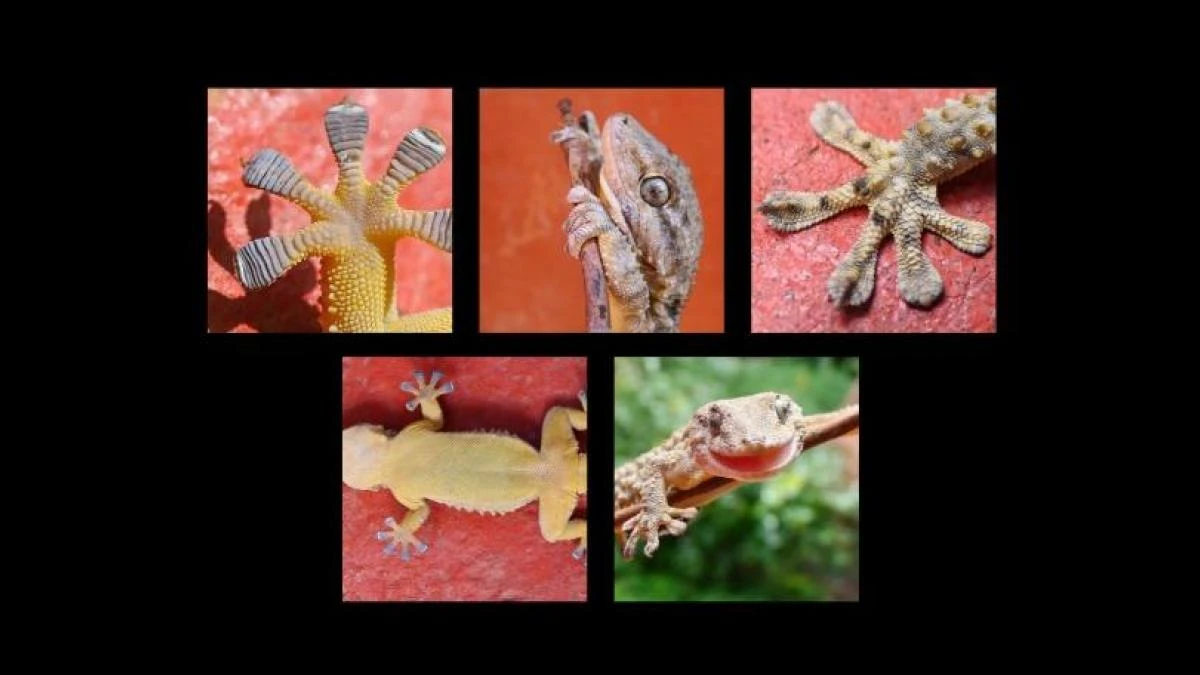 El increíble pie gaudiniano del gecko