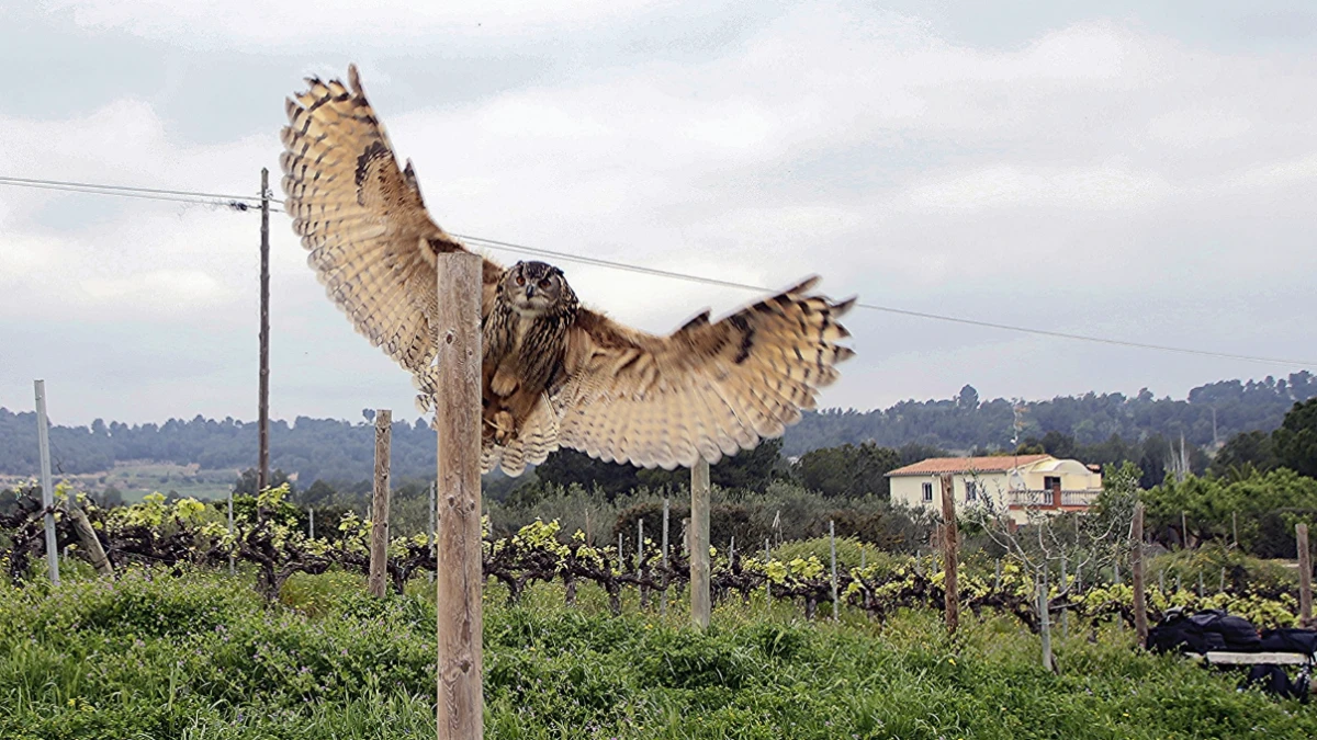 El gran duque de las viñas del Penedès