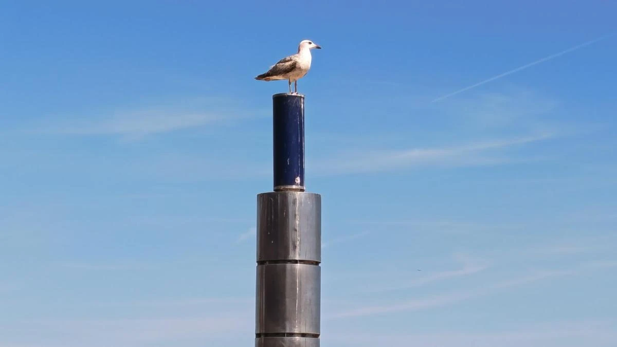 La gaviota vigilante del Port de Barcelona