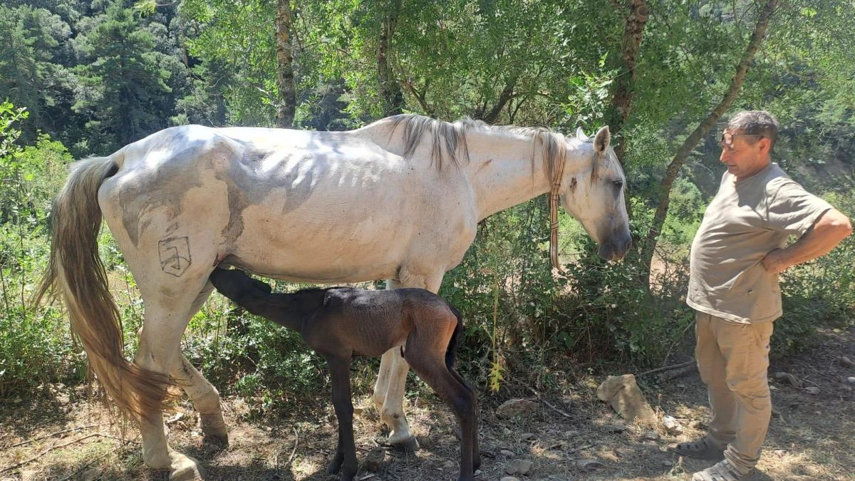 Crónica del rescate de 70 caballos