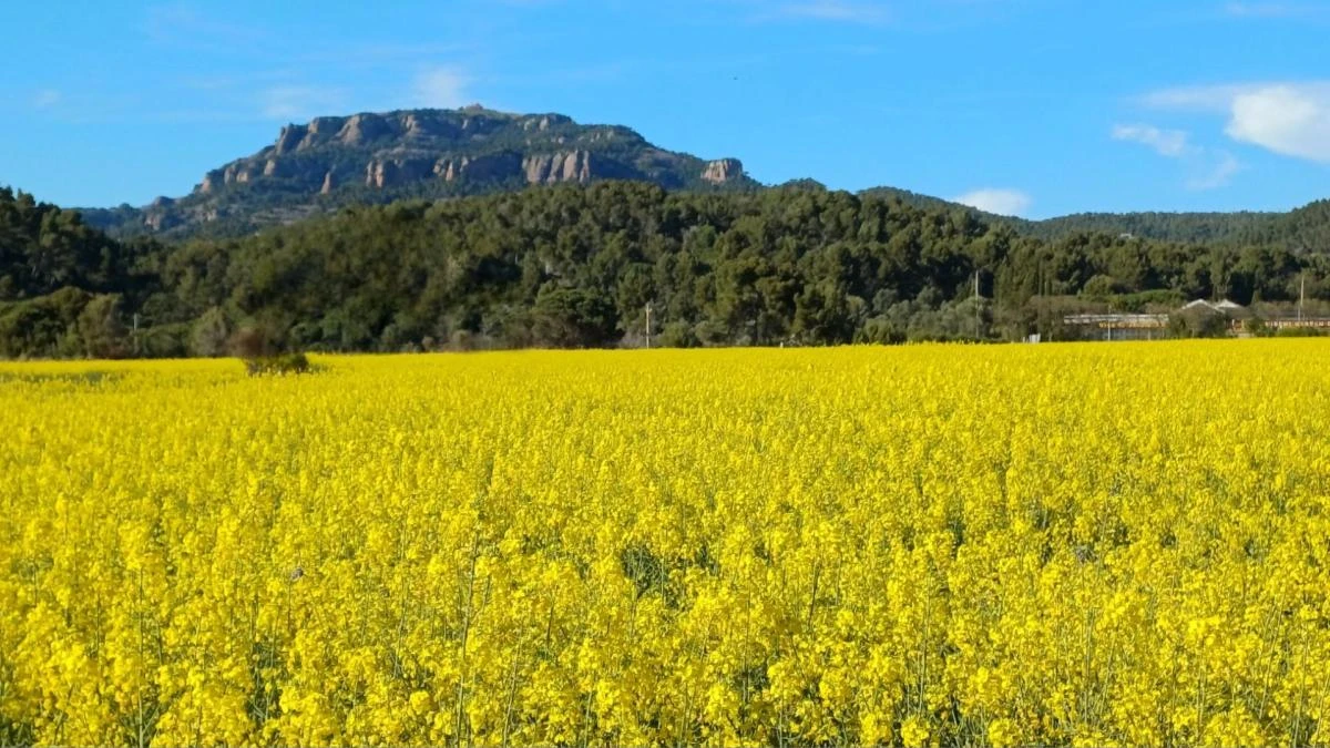 La falda amarilla de Sant Llorenç del Munt